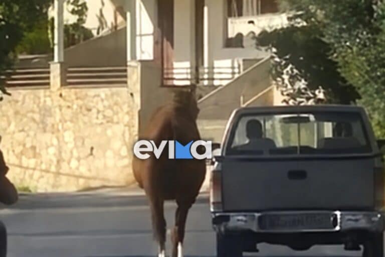 Εύβοια: Οδηγός έδεσε άλογο στην καρότσα και το έσερνε στο δρόμο (βίντεο)