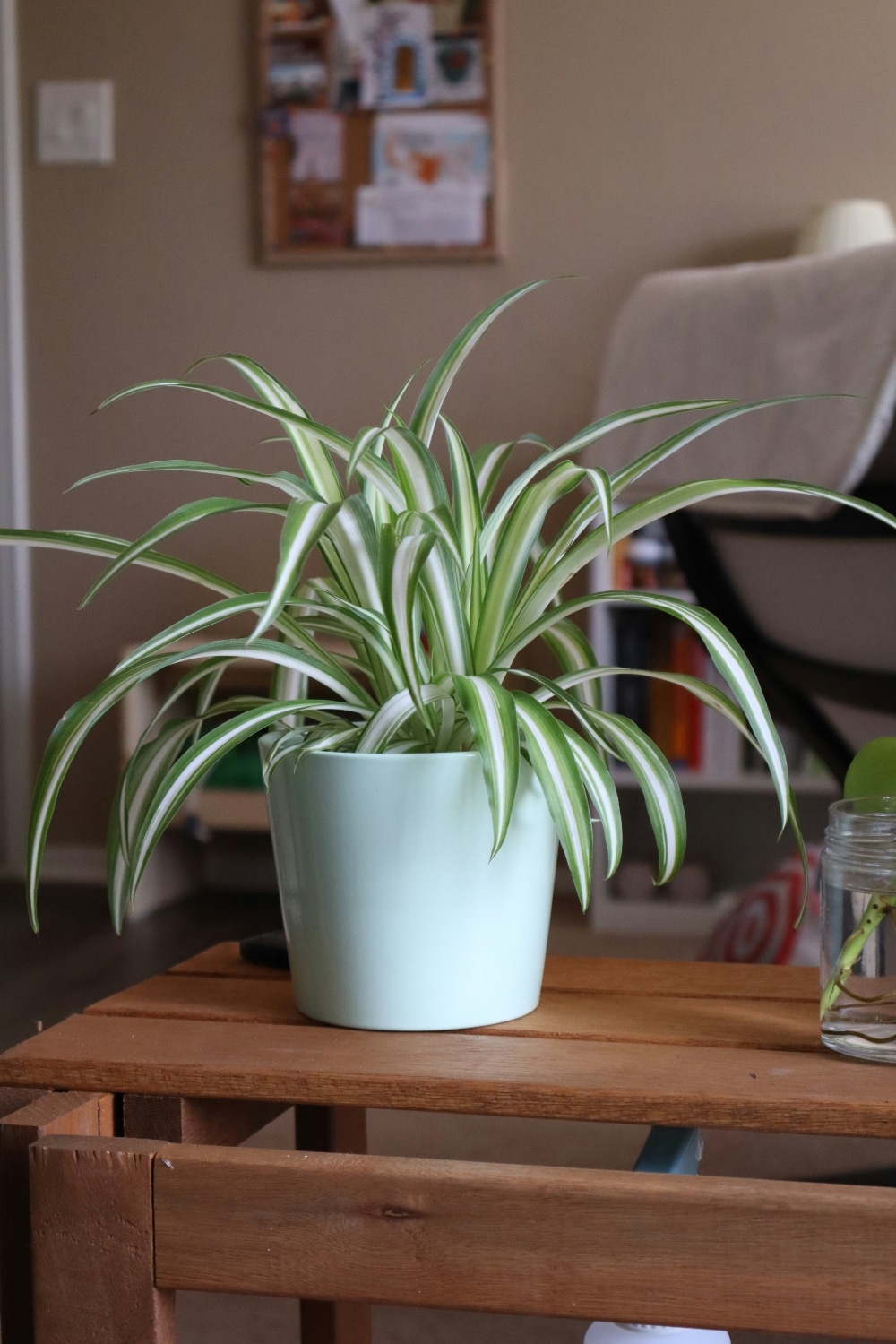 chlorophytum