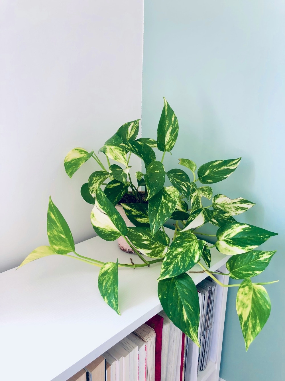 epipremnum aureum