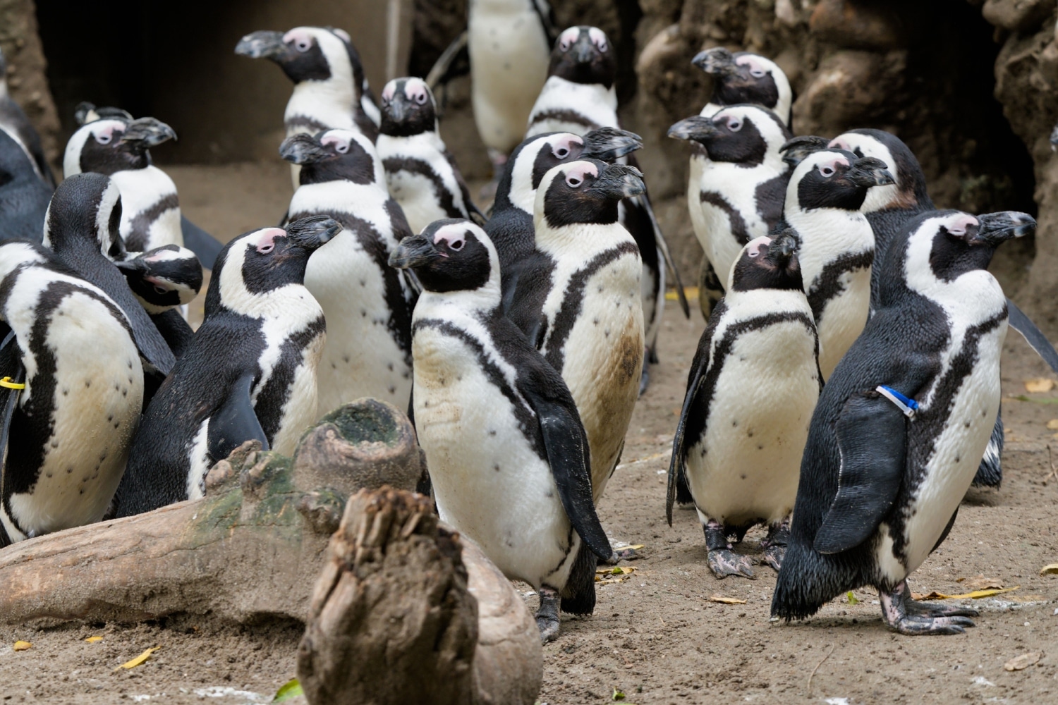 getoo penguin 2