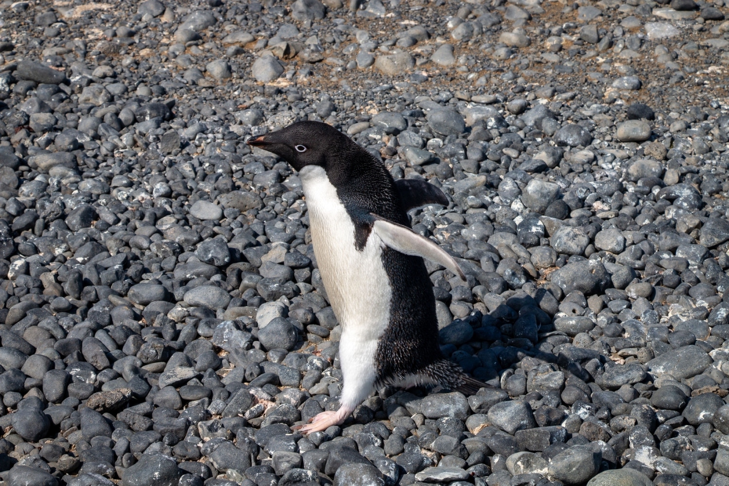 getoo penguin
