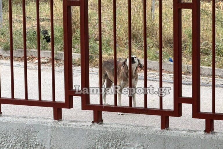 Λαμία: Αδέσποτος σκύλος επιτέθηκε σε μητέρα έξω από νηπιαγωγείο