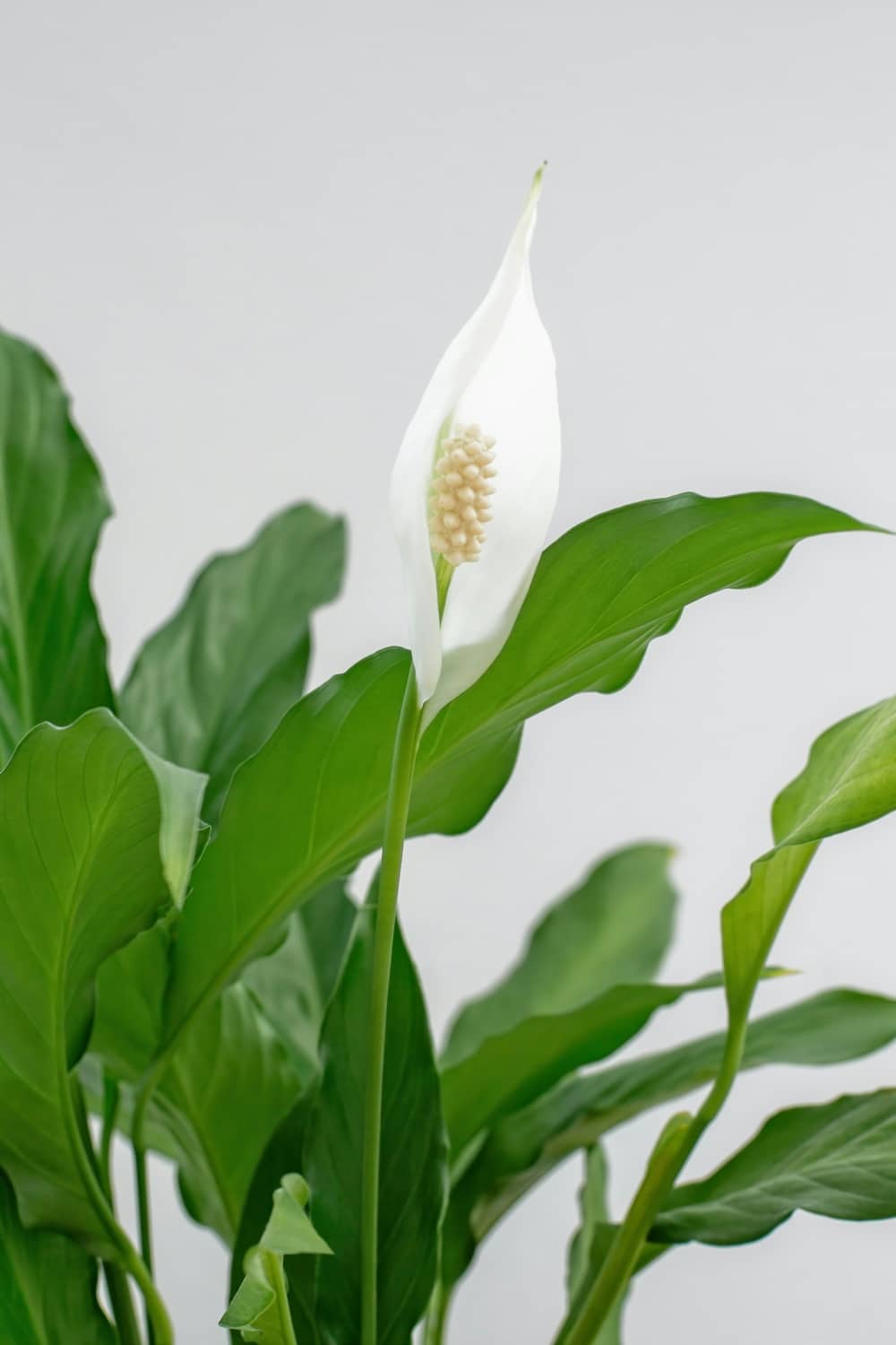 spathiphyllum
