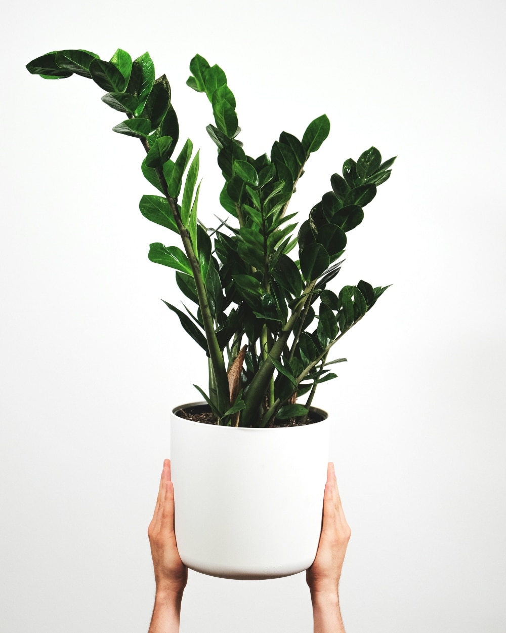 zamioculcas